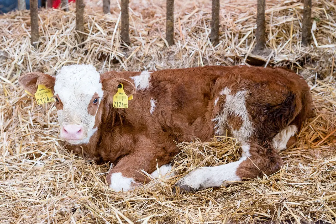 Tiere am Demeterhof Kraindorf – Bild 13