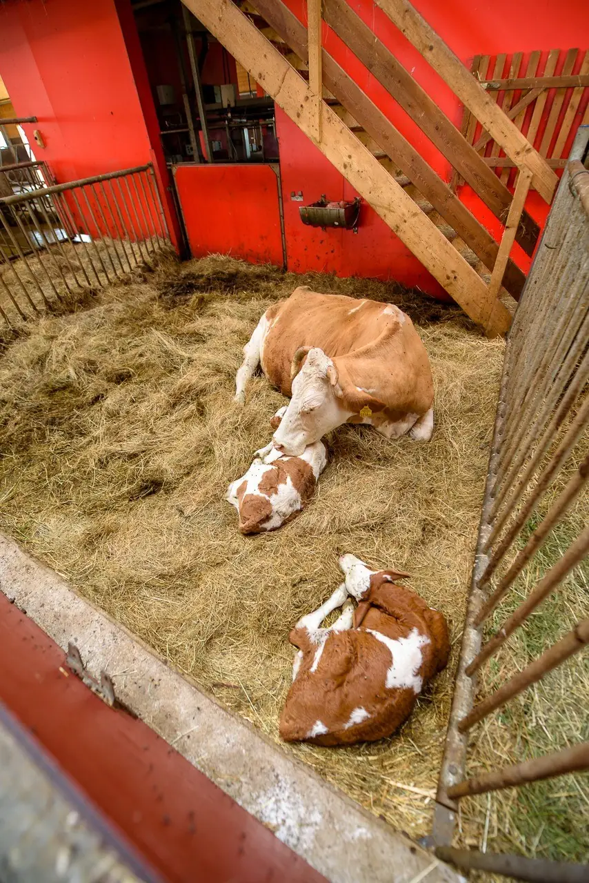 Tiere am Demeterhof Kraindorf – Bild 10
