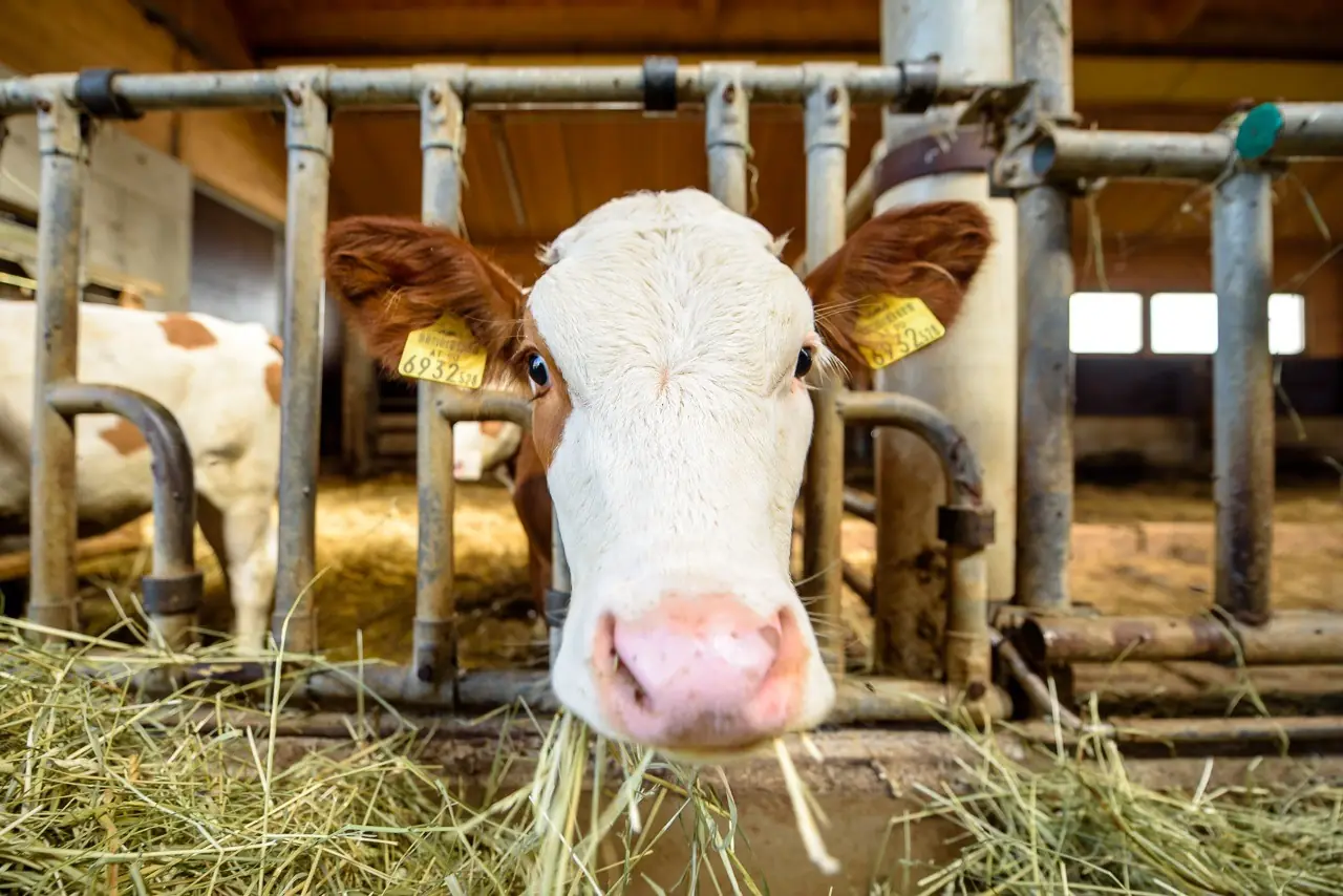 Tiere am Demeterhof Kraindorf – Bild 11