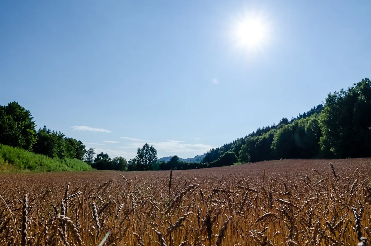 Cornfield under a blue sky