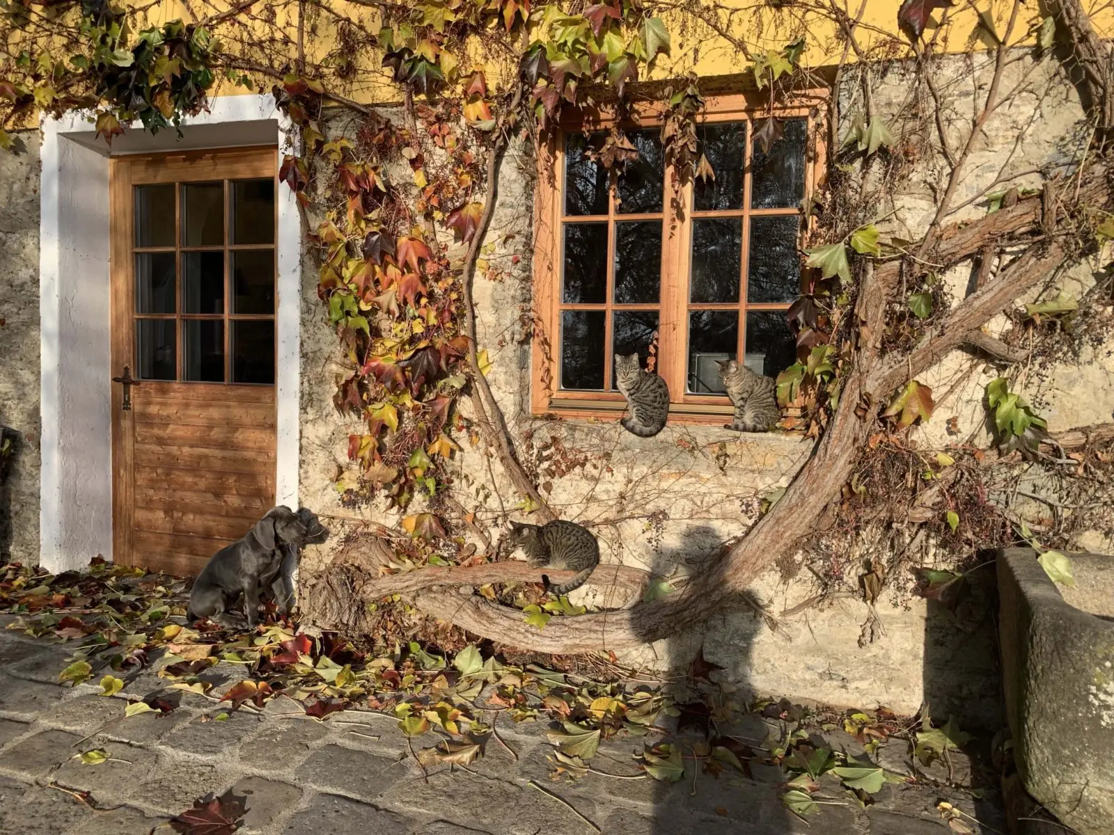 Tiere am Demeterhof Kraindorf – Bild 14