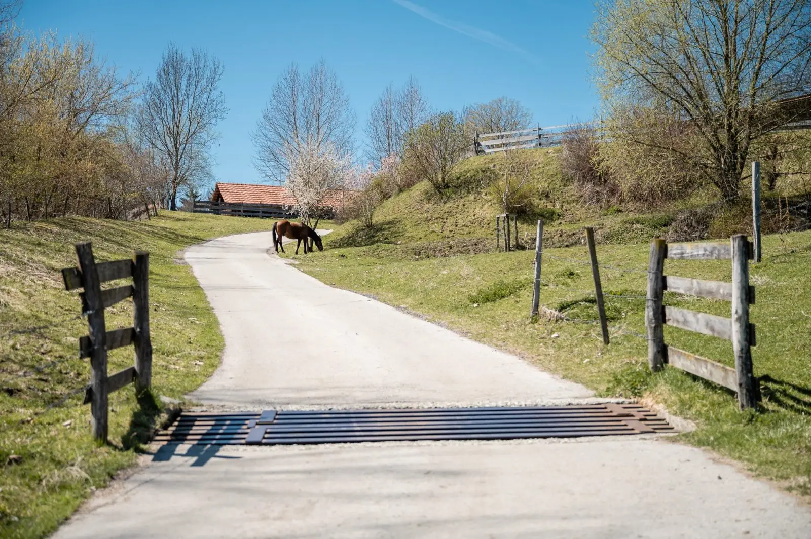 Tiere am Demeterhof Kraindorf – Bild 15