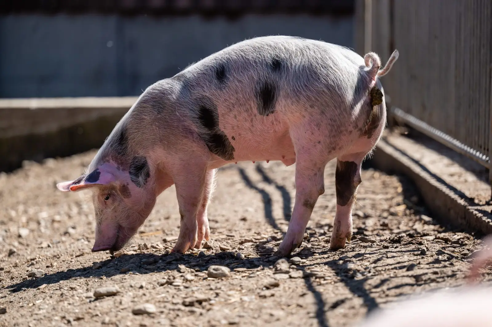 Tiere am Demeterhof Kraindorf – Bild 9