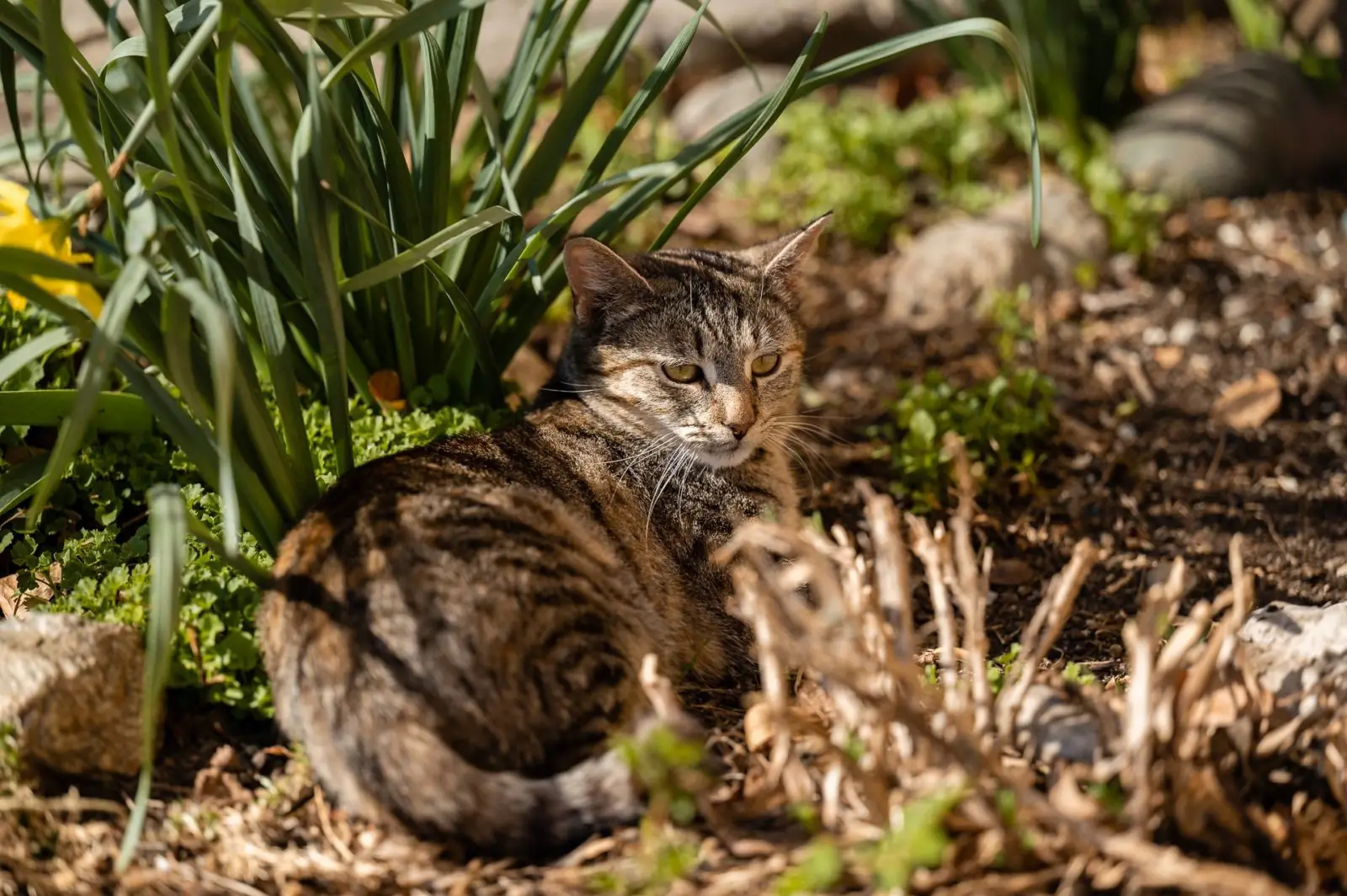 Tiere am Demeterhof Kraindorf – Bild 19