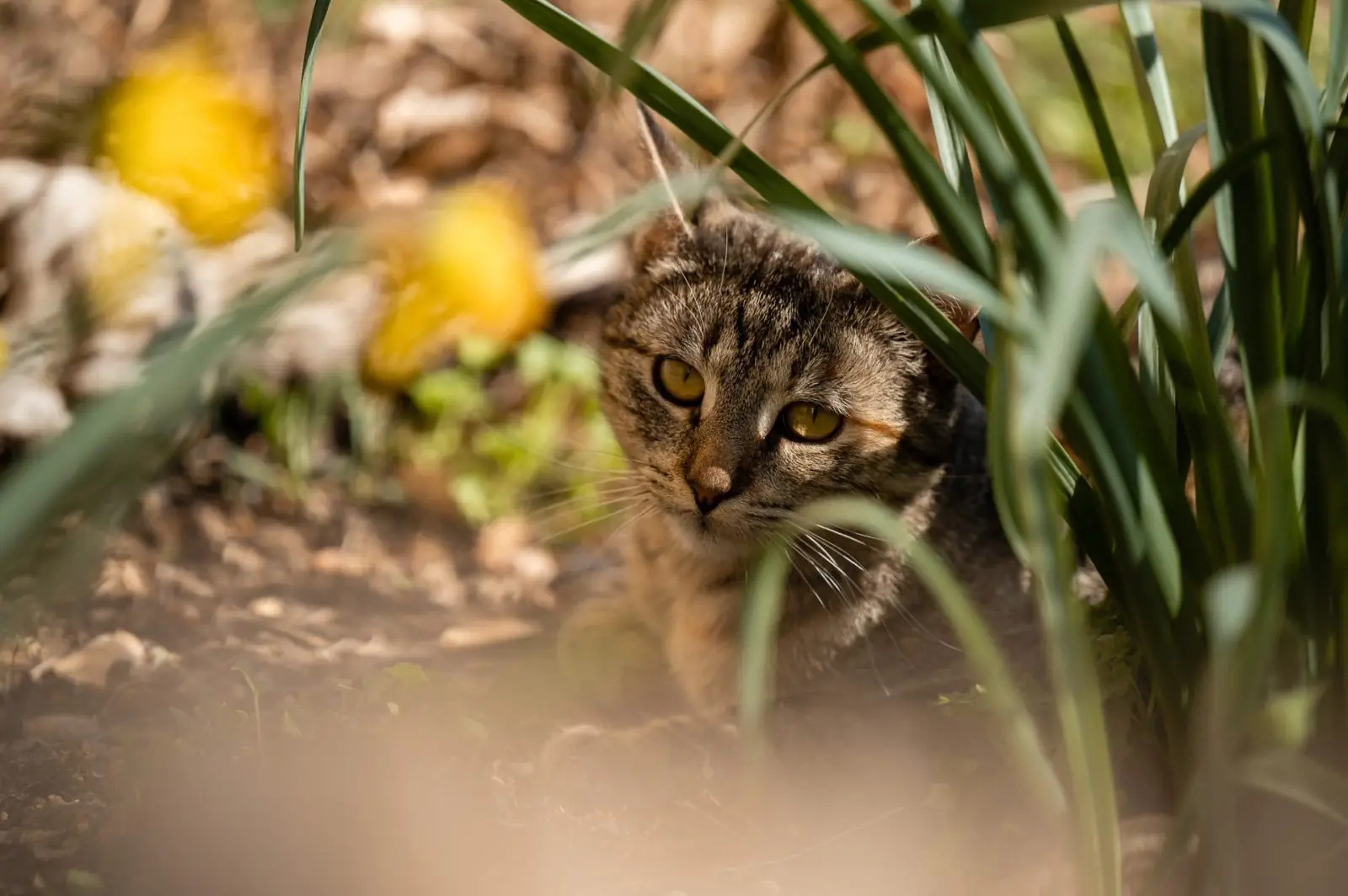 Tiere am Demeterhof Kraindorf – Bild 21