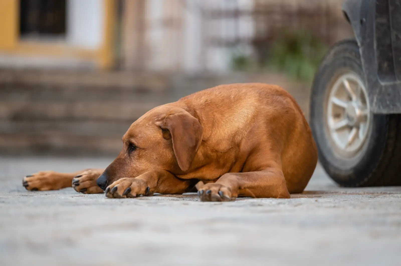 Tiere am Demeterhof Kraindorf – Bild 22