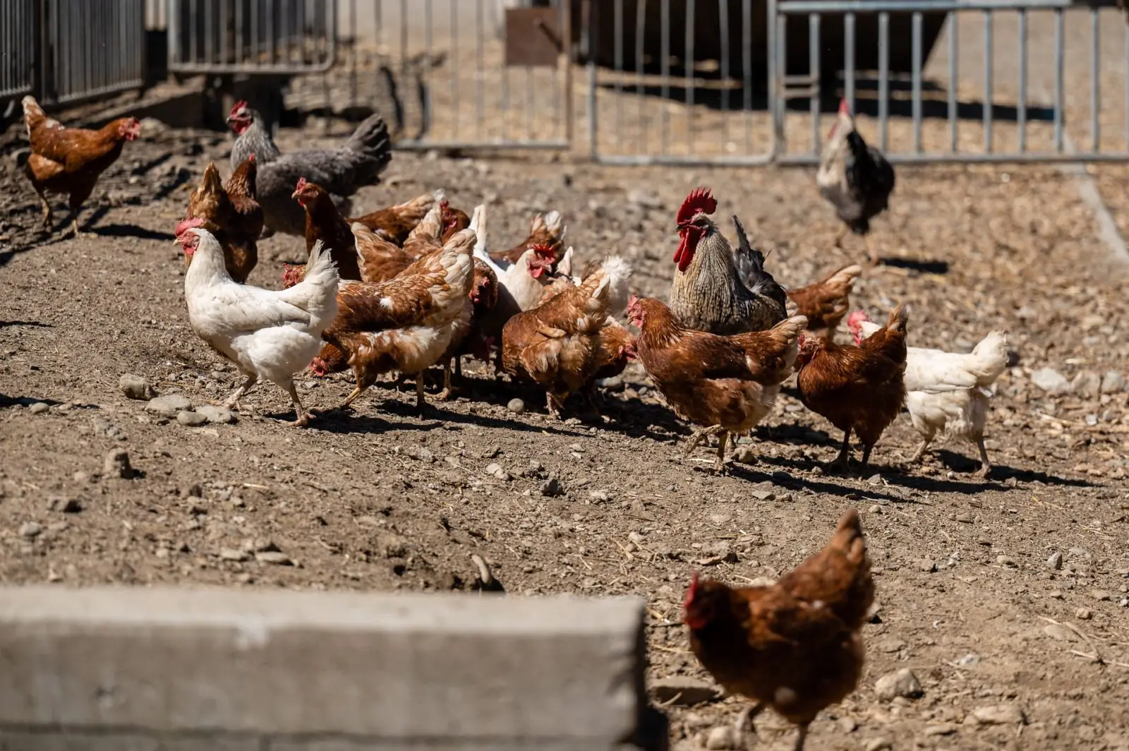 Tiere am Demeterhof Kraindorf – Bild 17