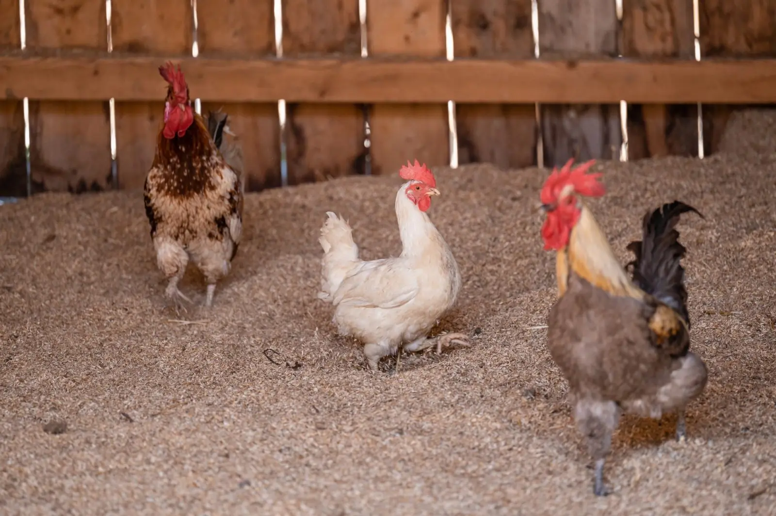Tiere am Demeterhof Kraindorf – Bild 6