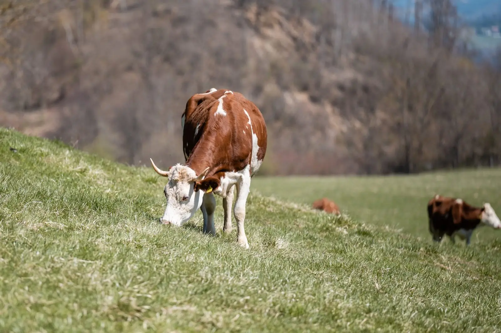 Tiere am Demeterhof Kraindorf – Bild 16