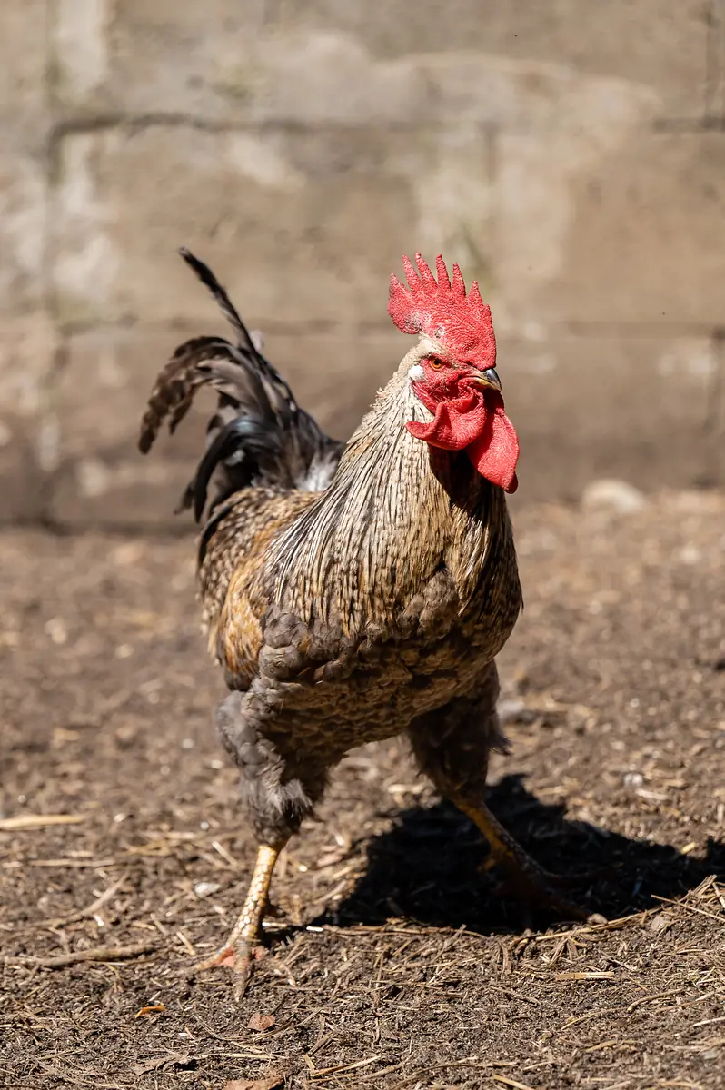 Tiere am Demeterhof Kraindorf – Bild 3
