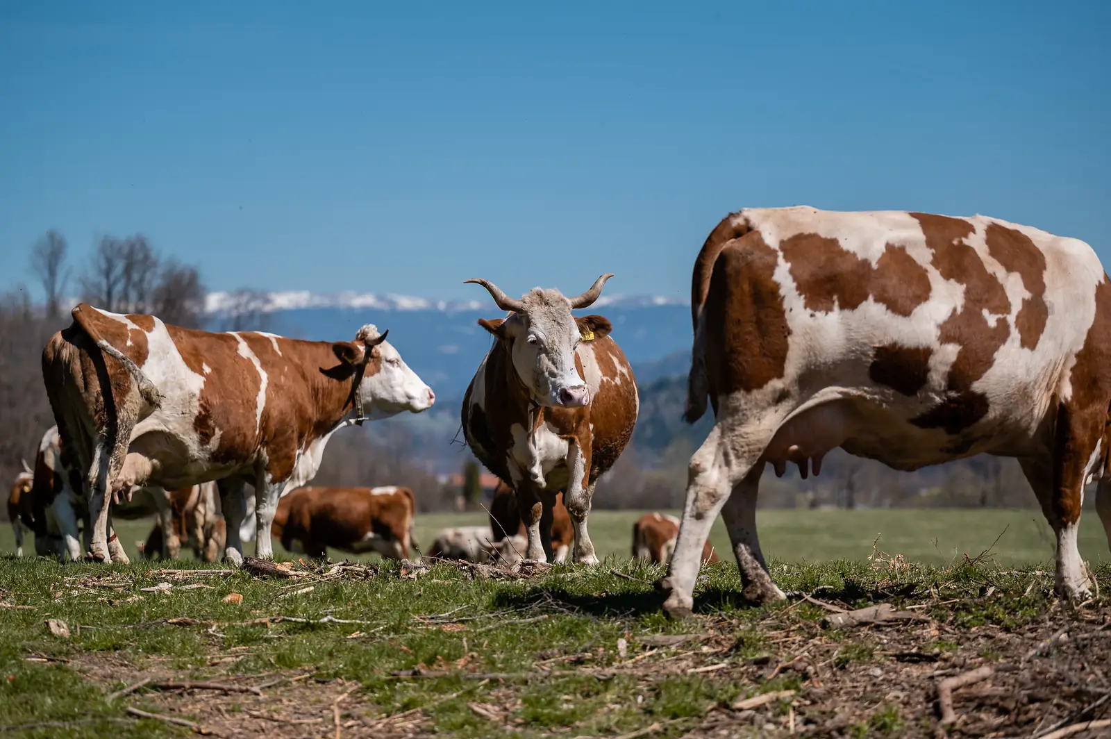 Tiere am Demeterhof Kraindorf – Bild 1