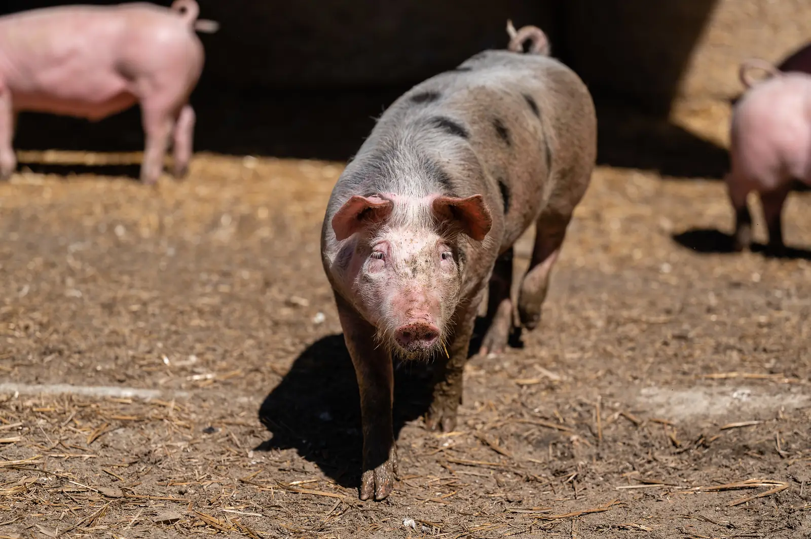 Tiere am Demeterhof Kraindorf – Bild 2